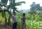 Bhabinkamtibmas Polsek Gegerbitung Laksanakan DDS dan Monitoring Ketahanan Pangan di Desa Caringin
