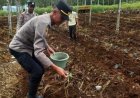 Kapolsek Parungkuda Polres Sukabumi Dampingi Penanaman Jagung Hibrida di Lahan BRMP TRI Desa Parungkuda