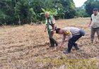 Polsek Nagrak Monitoring Penanaman Jagung Hibrida di Desa Balekambang