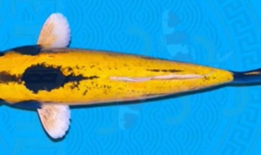 Mengenal Ikan Hias Asli Sukabumi: Domas, Si “Banana Fish” yang Sarat Makna